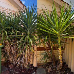 Perth Garden Magic - Canning Vale Gardening - Hedging, Trimming & Pruning