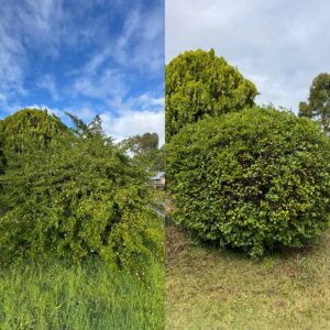 Perth Garden Magic - Canning Vale Gardening - Hedging, Trimming & Pruning