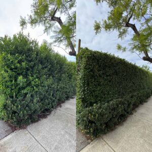 Perth Garden Magic - Canning Vale Gardening - Hedging, Trimming & Pruning